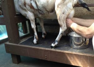 Read more about the article Can You Milk Pygmy Goats